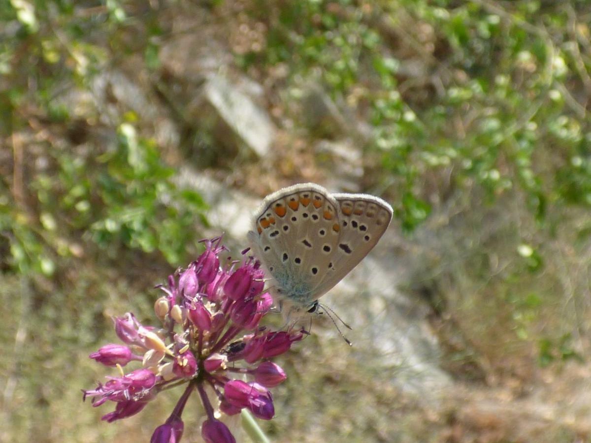 Nestos, Meer Und Berge - Griechenland Mal Anders Zarkadhia ภายนอก รูปภาพ
